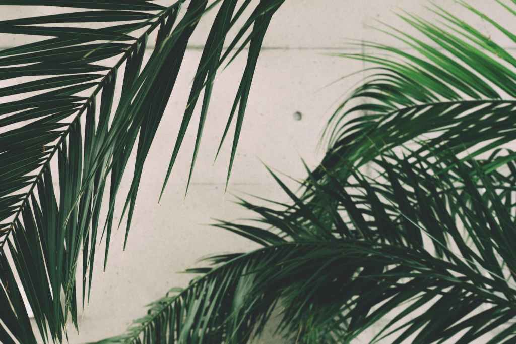 Palm Sunday: A Sonnet #Poetry&nbsp;#NPM22