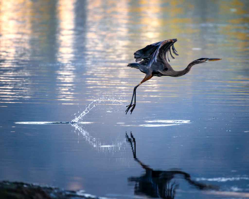 An Invitation to Reflect #Poetry #Heron&nbsp;#Nature