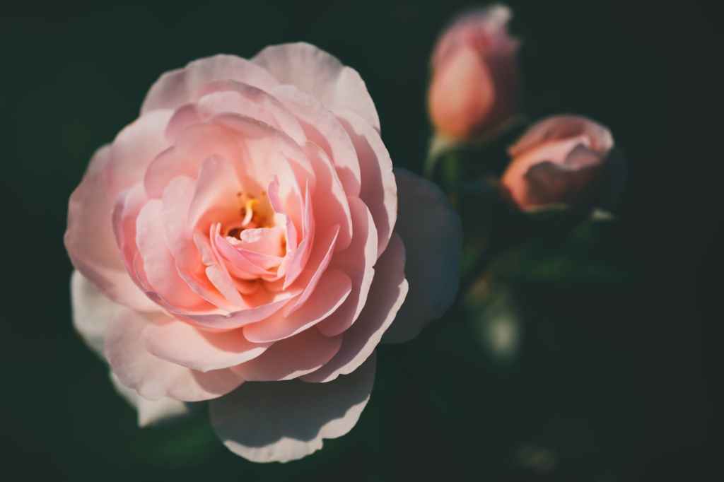 Mary Oliver Mondays: A Lesson from Late Summer  #Poetry #Summer #Roses&nbsp;#MaryOliver