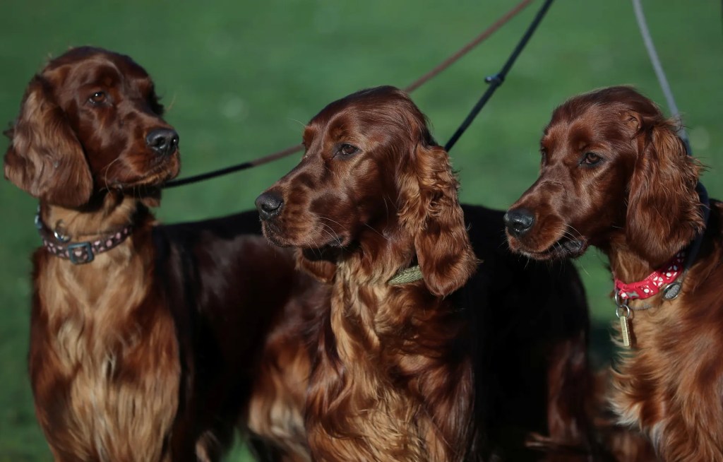 Photo of the Day Poems: Three Irish Setters #Poem #Poetry #Irish #Dogs&nbsp;#Setters