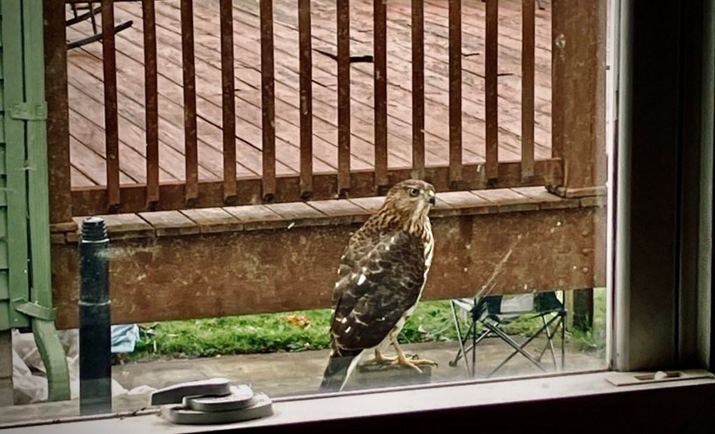 Look and See: Mary Oliver’s Invitation to Deepen #Poem #Poetry #Morning #Bird #Hawk #Sparrow #Deepen #See #WendellBerry #RobertBurns&nbsp;#MaryOliver