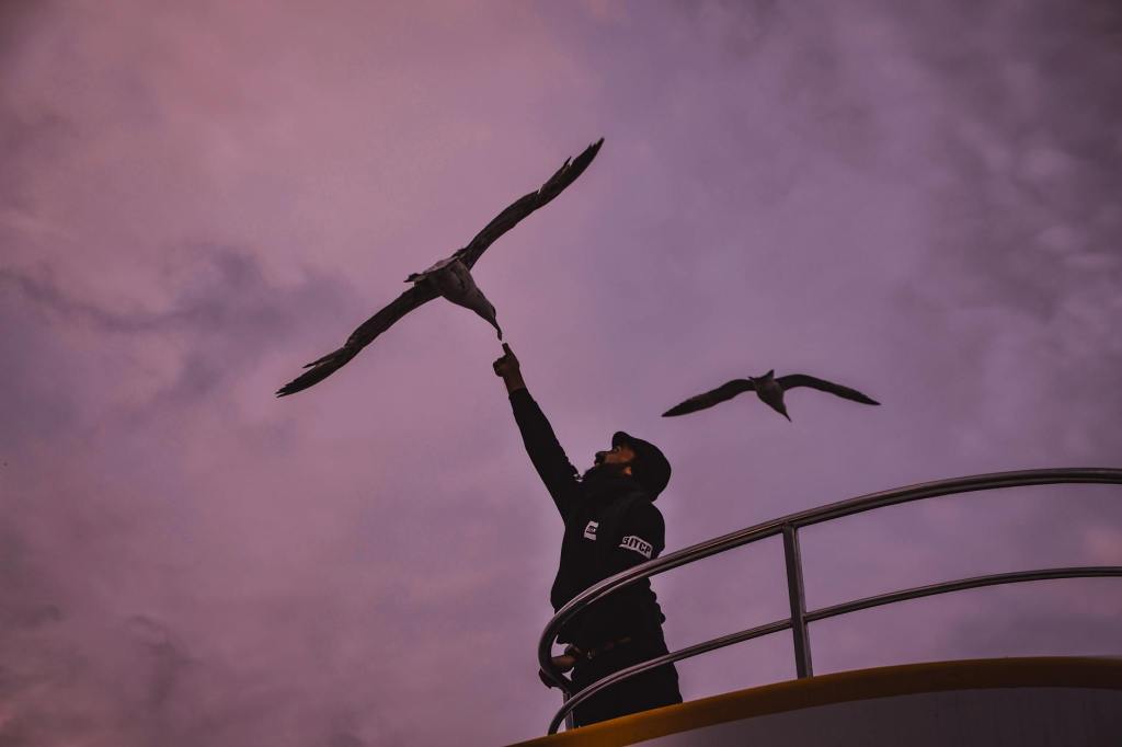 Understanding the Poet: Baudelaire’s Albatross #Poem #Poetry #Poet #Misplaced #Albatross #Bird #Coleridge #Baudelaire&nbsp;#RichardWilbur