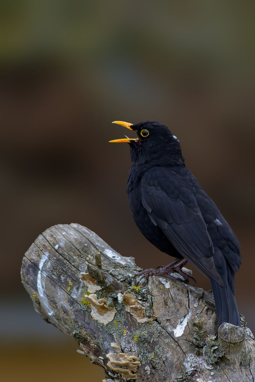 Two Blackbirds: The Powerful Alchemy of Song